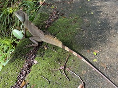 Physignathus cocincinus