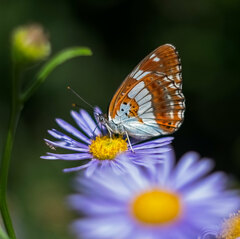 Limenitis doerriesi