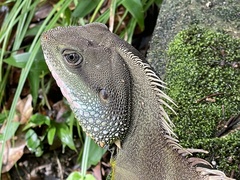 Physignathus cocincinus