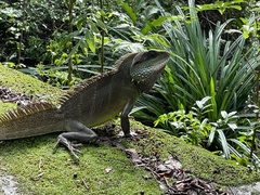 Physignathus cocincinus