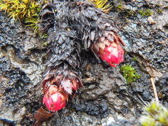 Saxifraga bronchialis
