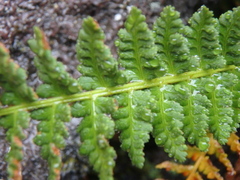 Dryopteris fragrans