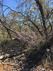 Olearia magniflora