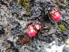 Saxifraga bronchialis