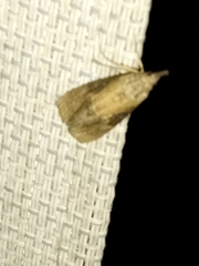 Hypena