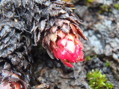 Saxifraga bronchialis