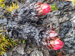 Saxifraga bronchialis