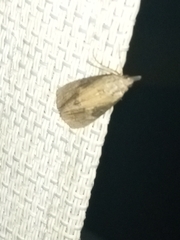 Hypena