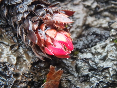 Saxifraga bronchialis