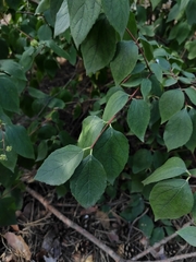 Philadelphus