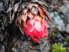 Saxifraga bronchialis
