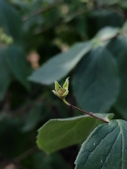 Philadelphus