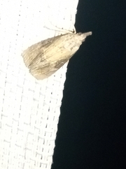 Hypena