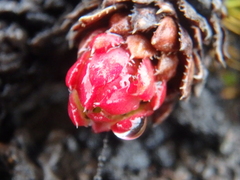 Saxifraga bronchialis