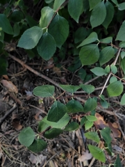Philadelphus