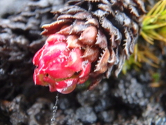 Saxifraga bronchialis
