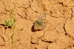 Junonia villida