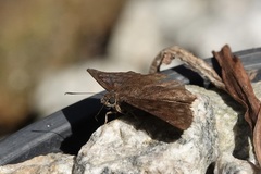 Pyrginae