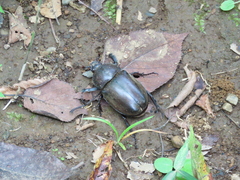 Trypoxylus dichotomus