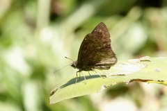 Pyrginae