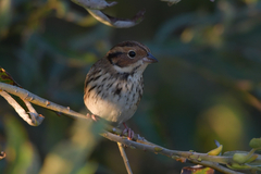 Emberiza pusilla