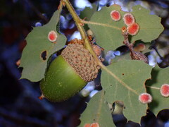 Atrusca trimaculosa