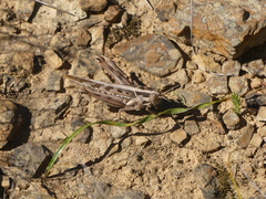 Cyrtacanthacris tatarica