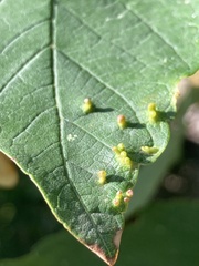 Eriophyes tiliae