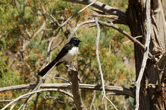 Rhipidura leucophrys