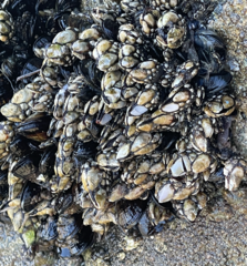 Pollicipes polymerus