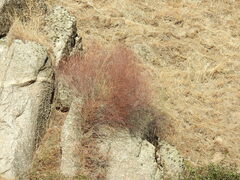 Rumex induratus