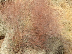 Rumex induratus
