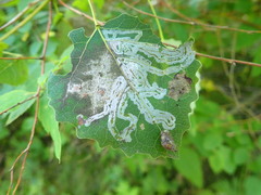 Phyllocnistis