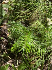 Abies sibirica
