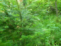 Abies sibirica