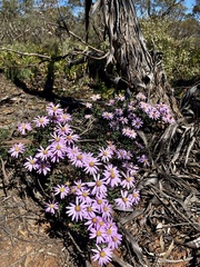 Olearia magniflora
