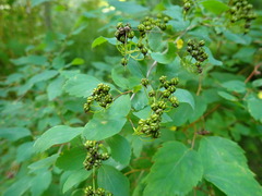 Spiraea media