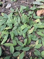Plantago depressa