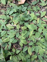 Plantago depressa