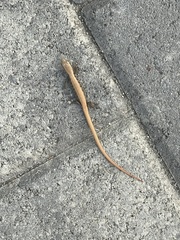 Elgaria multicarinata