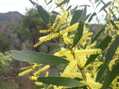 Juliflorae