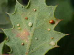 Neuroterus saltatorius