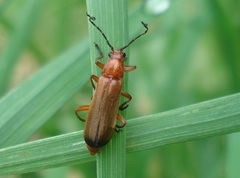 Rhagonycha fulva