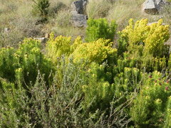 Leucadendron teretifolium