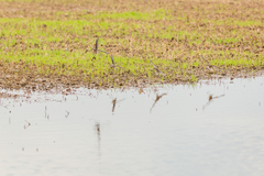 Calidris ferruginea