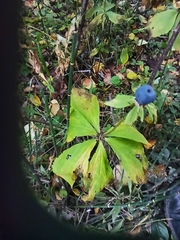 Paris verticillata