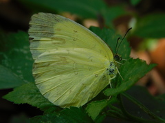 Eurema hecabe