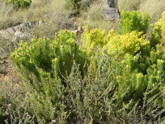Leucadendron teretifolium