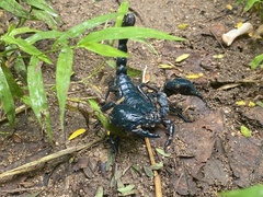 Heterometrus laoticus