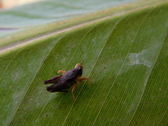 Tetrigidae